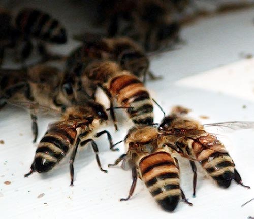 Bees Pest Control Services Greenleaf Greater Bee Removal Toronto