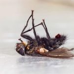 Pest Control, Pest Control in Long-Term Healthcare