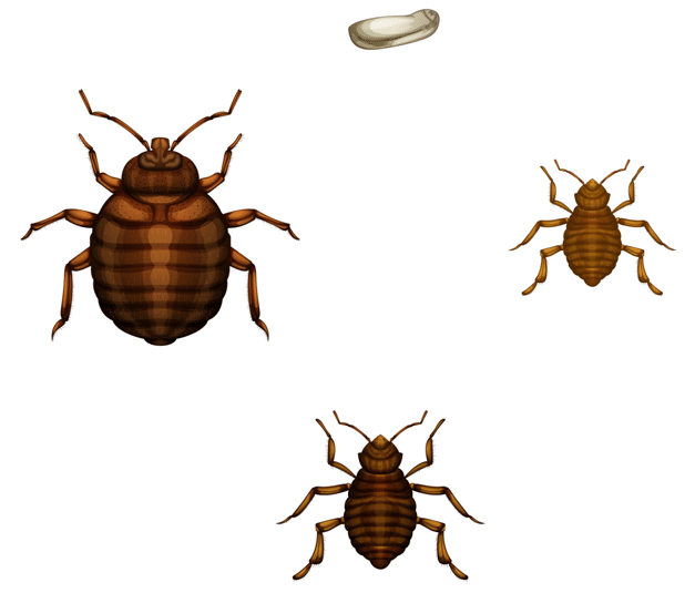 markham_bed-bugs