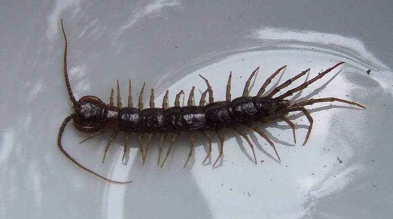 Centipedes Removal | GreenLeaf Pest Control