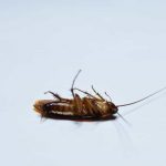 cockroach isolated white background
