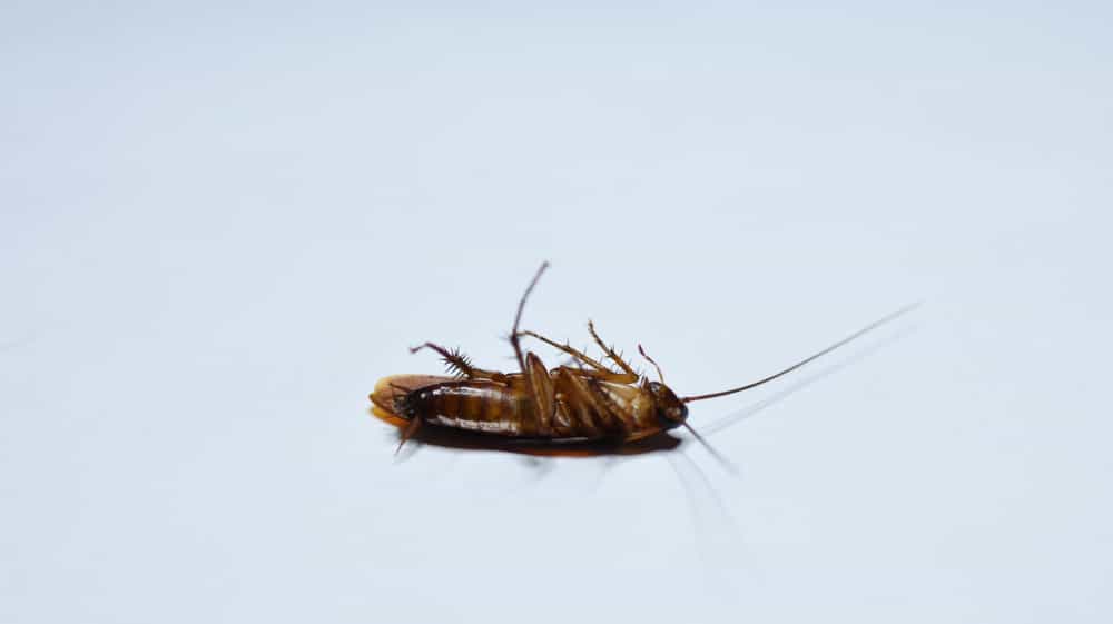 cockroach isolated white background
