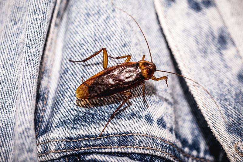 common red cockroach gnawing denim jacket indoor insect problem