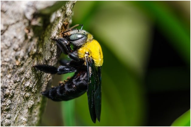 Carpenter Bees