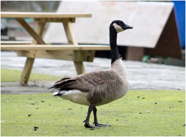 Canadian Geese Removal 