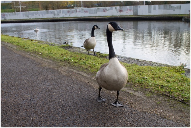 Canadian Geese