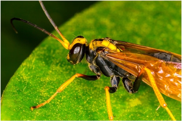 Wasps Control