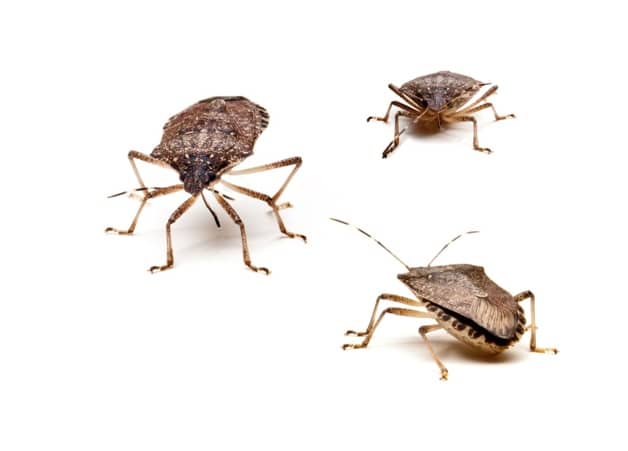 Manage and Effectively Control Stink Bugs