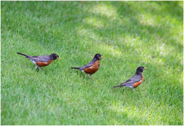 Toronto Bird Control and Removal