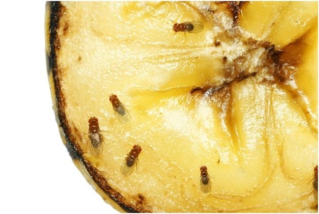 Food attracted to Fruit Flies