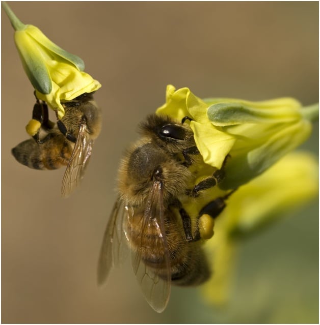 Honey Bees