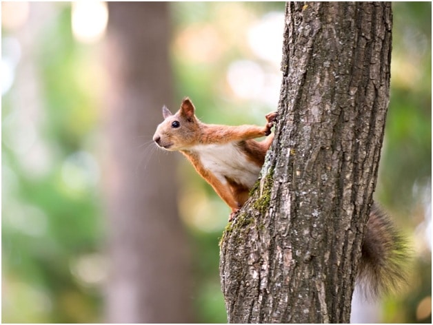 Toronto Squirrel Control and Removal