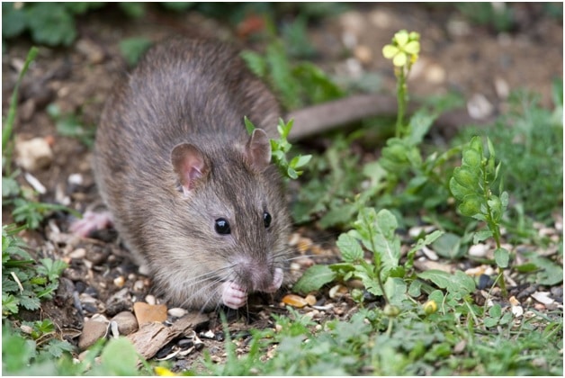 Summer Gardening May Be Welcoming Rats in Your Backyard