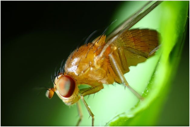 Toronto Fly Removal 