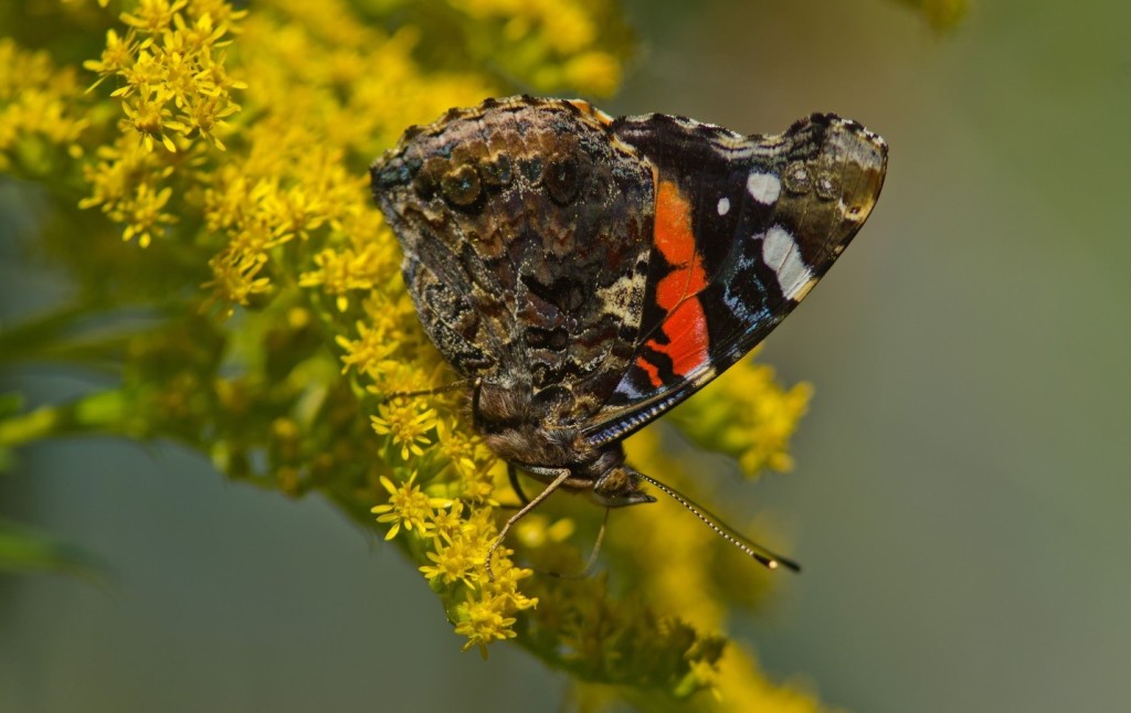 Goldenrod Plant