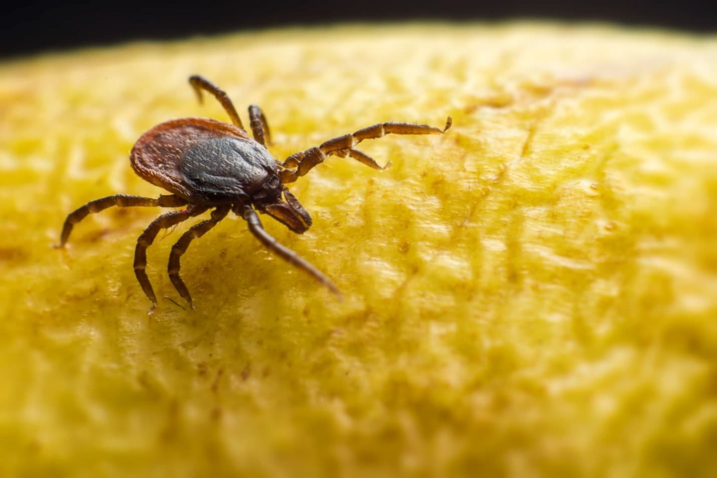 Summer Sun Outdoor Fun And Lyme Disease Is Outside Playtime Over In Canada 