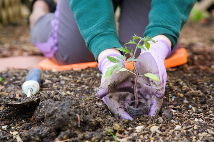 Toronto Organic Pest Control