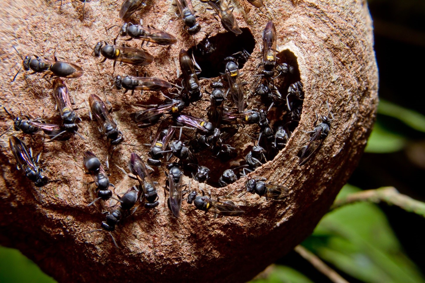 15 Wasp Stings Enough To Kill A Quebec Mayor Greenleaf