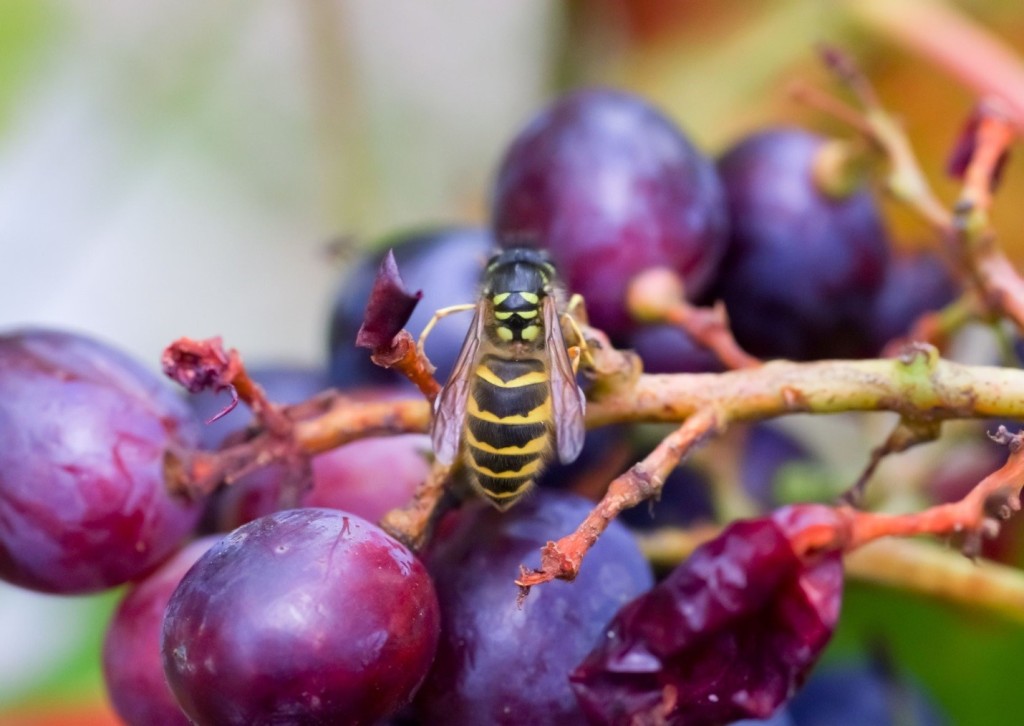 Wasp Nest Removal Toronto