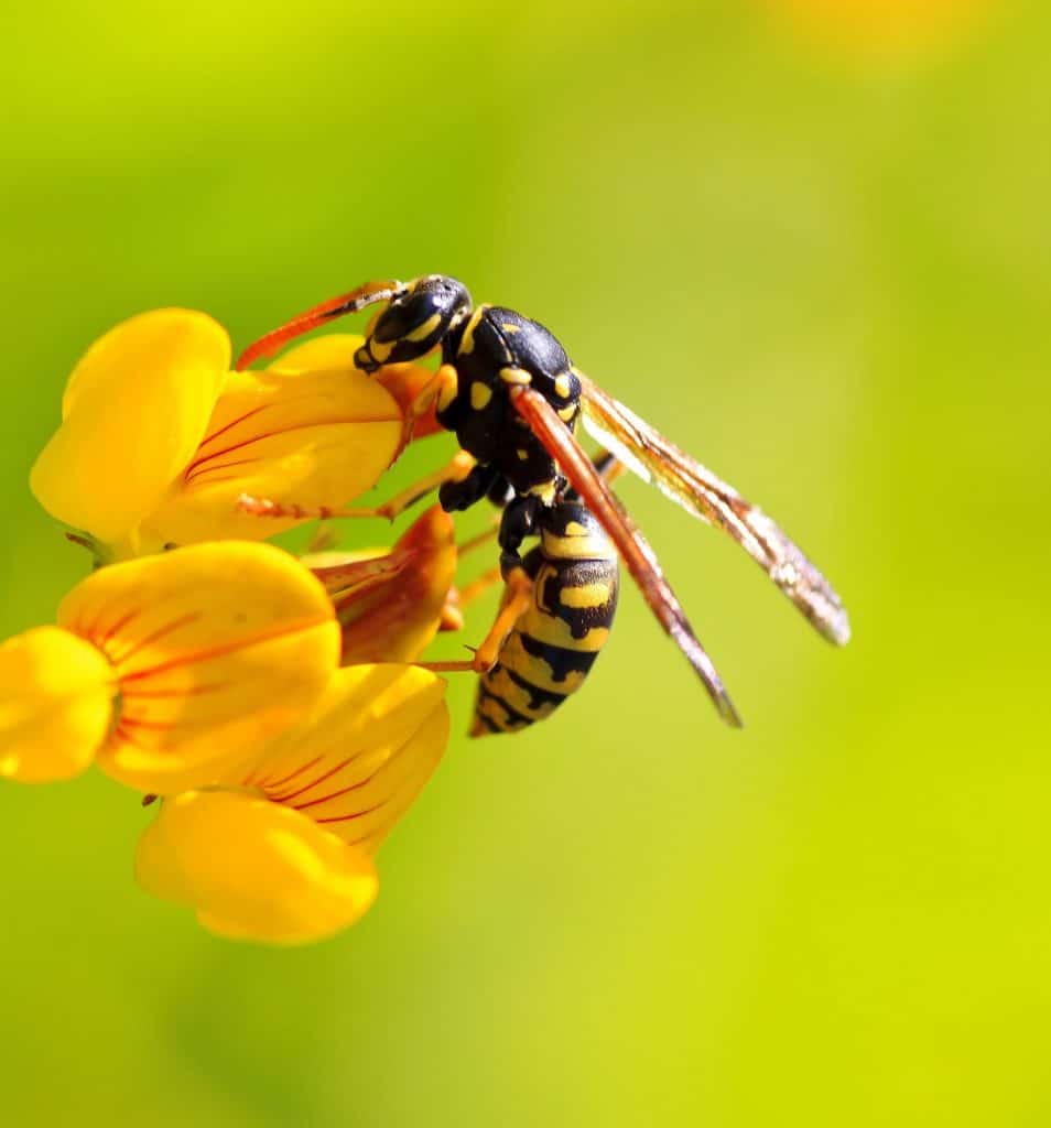 Why Wasps Are Important to Our Environment