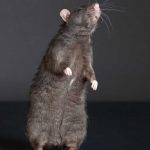 5 Reasons Why You Should Fear Rats More than You Already Do