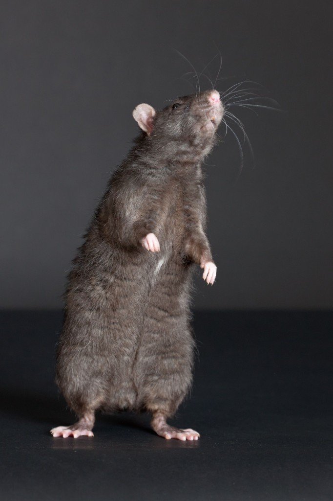 5 Reasons Why You Should Fear Rats More than You Already Do