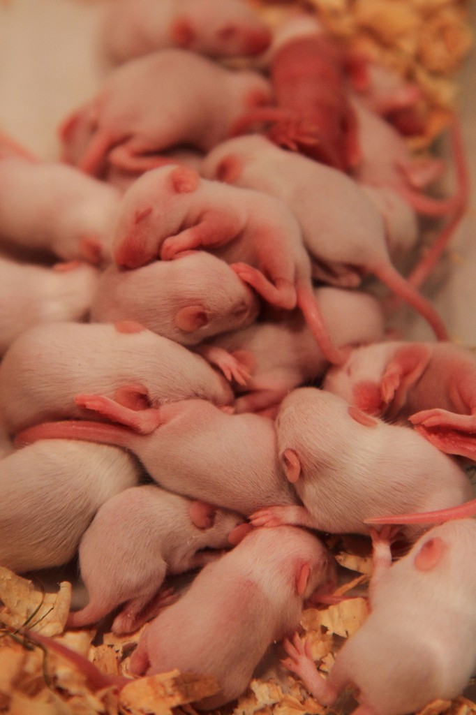 5 Reasons Why You Should Fear Rats More than You Already Do - The Can Mate at Incredible Rates