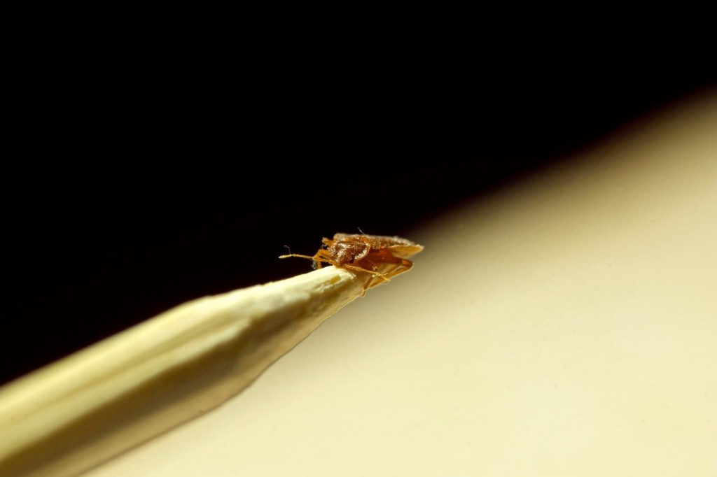 Preventing a Bed Bug Infestation in Your School