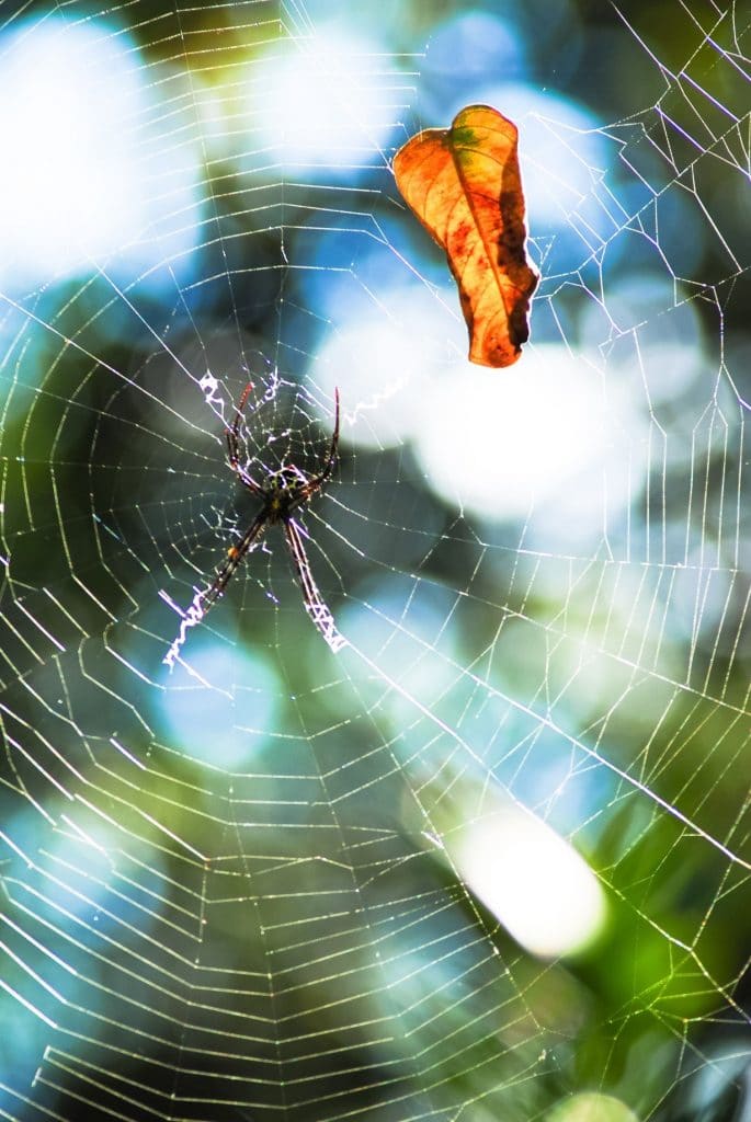 The Autumn Spider Home Invasion - How Scared Should You Be