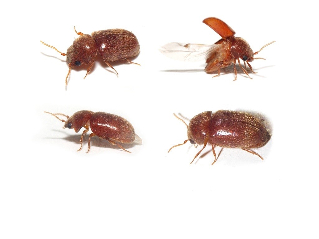 Toronto Beetle Control