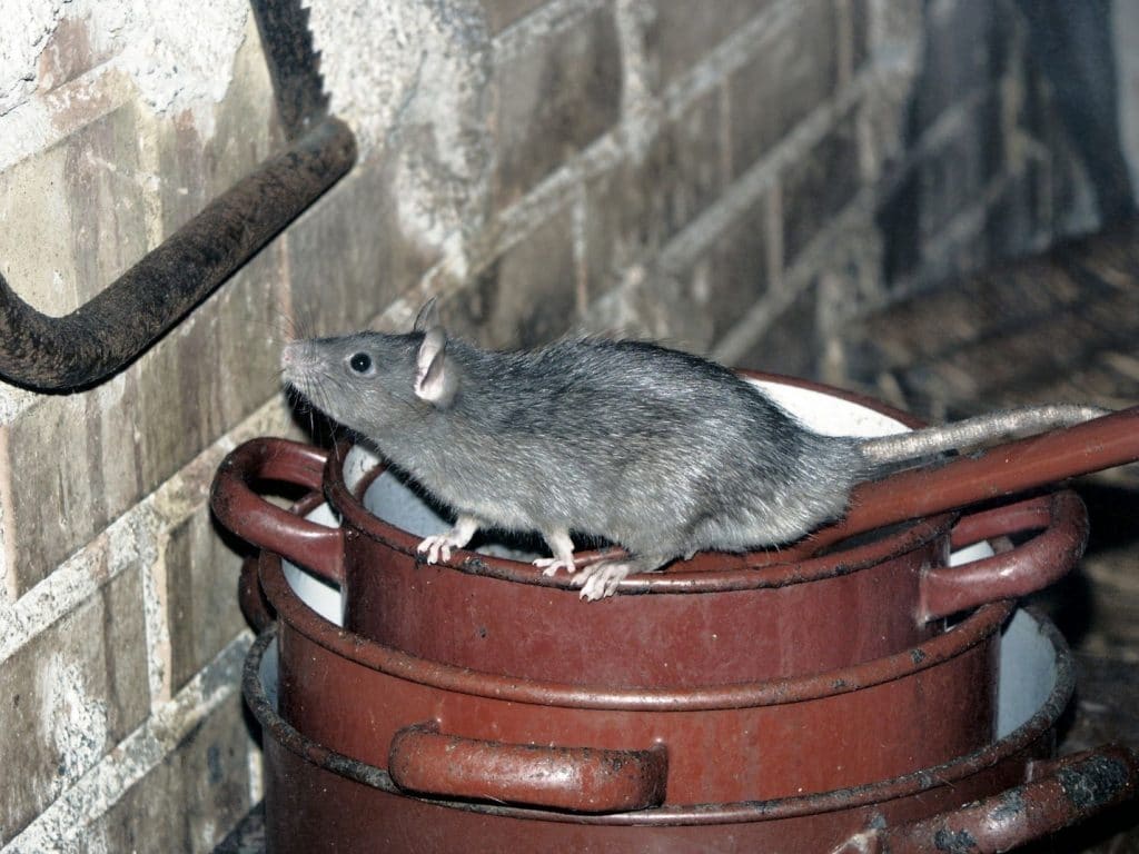 Why You Should Fear Rats More than You Already Do - Once Inside, It Is Very Difficult To Get Them Out