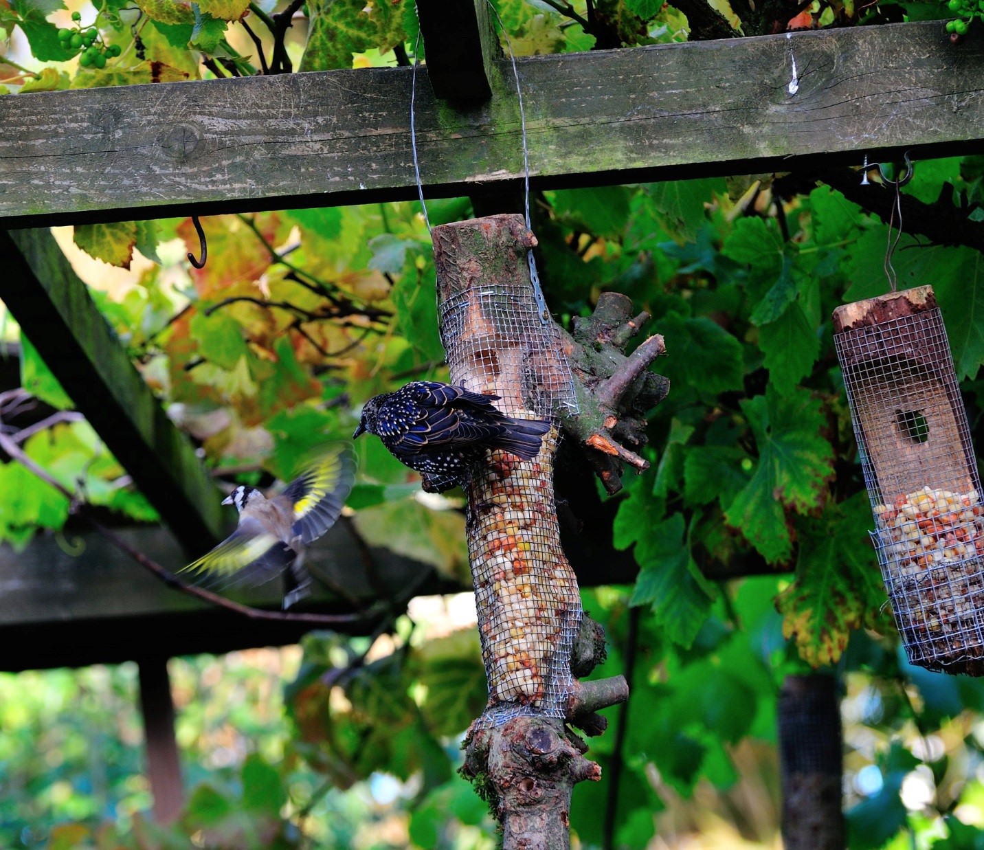 5 Ways to Starling-Proof Your Yard