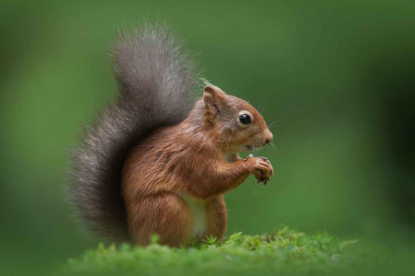 do dogs hate squirrels