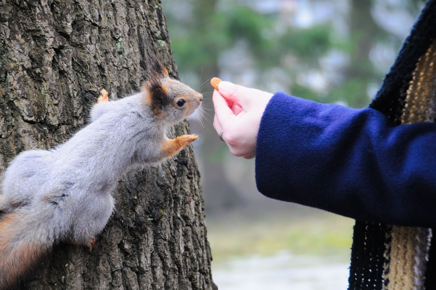 Squirrels are carriers of disease (but not to humans)