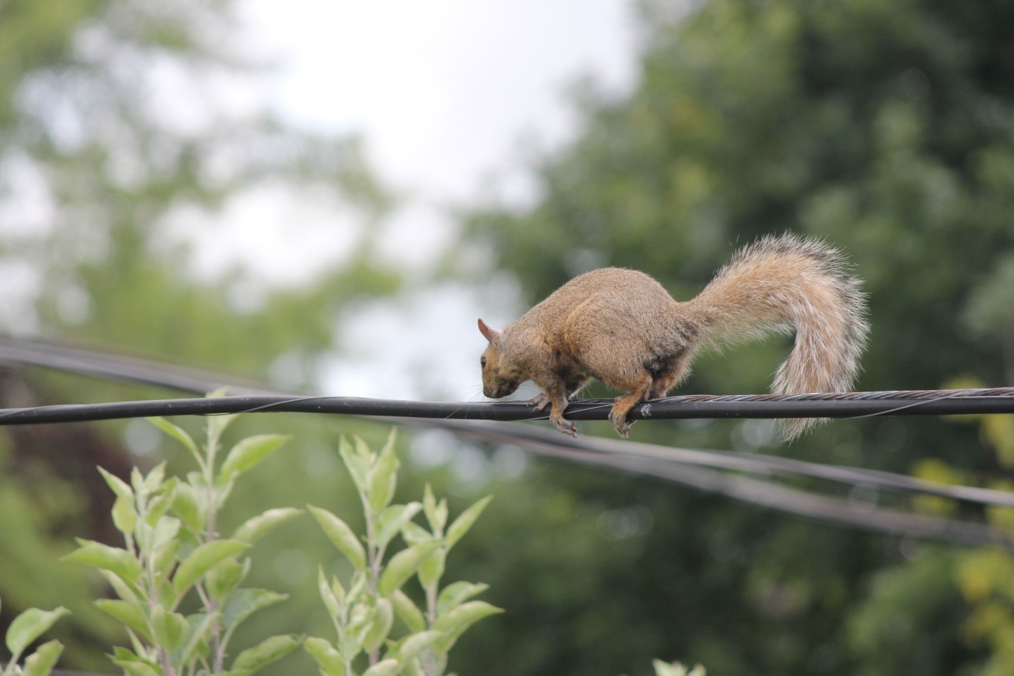 Squirrels cause extensive damage to buildings and furnishings