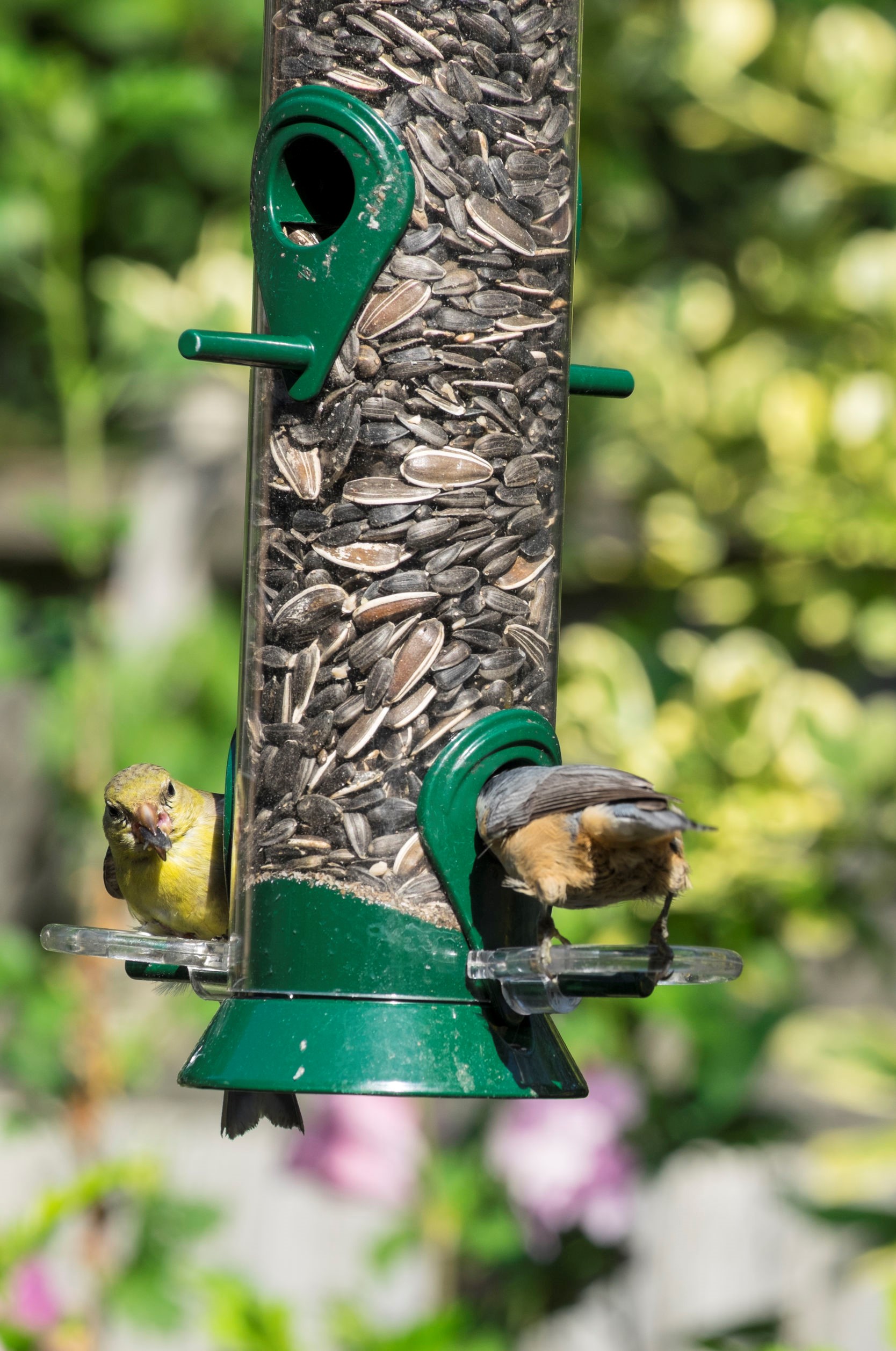 Toronto European Starlings Control