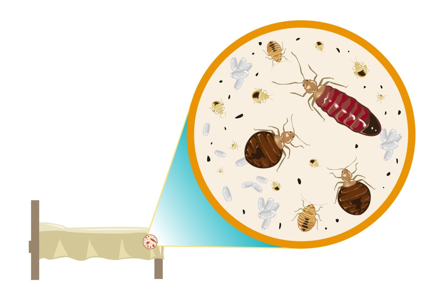 5 Ways to Detect a Bed Bug Infestation in Your New Apartment