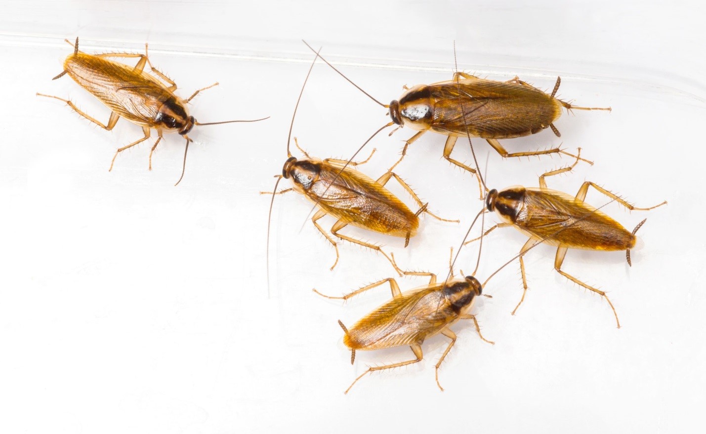Dogs, First Line of Defense against 3 Most Destructive House Pests - Cockroaches