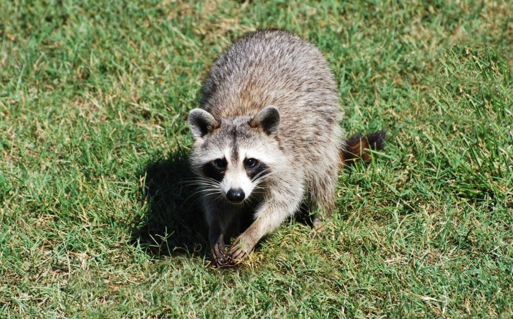 Toronto Racoon Removal