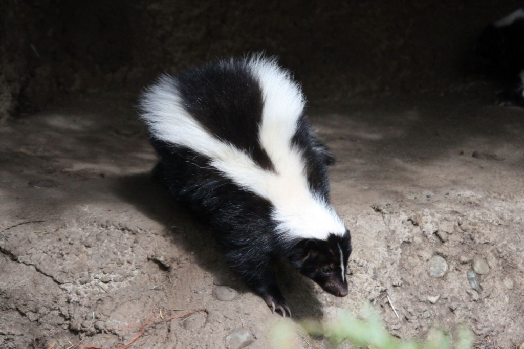 Toronto Skunk Control