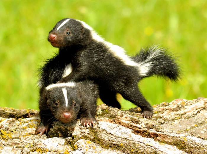skunks hibernate skunks hibernate