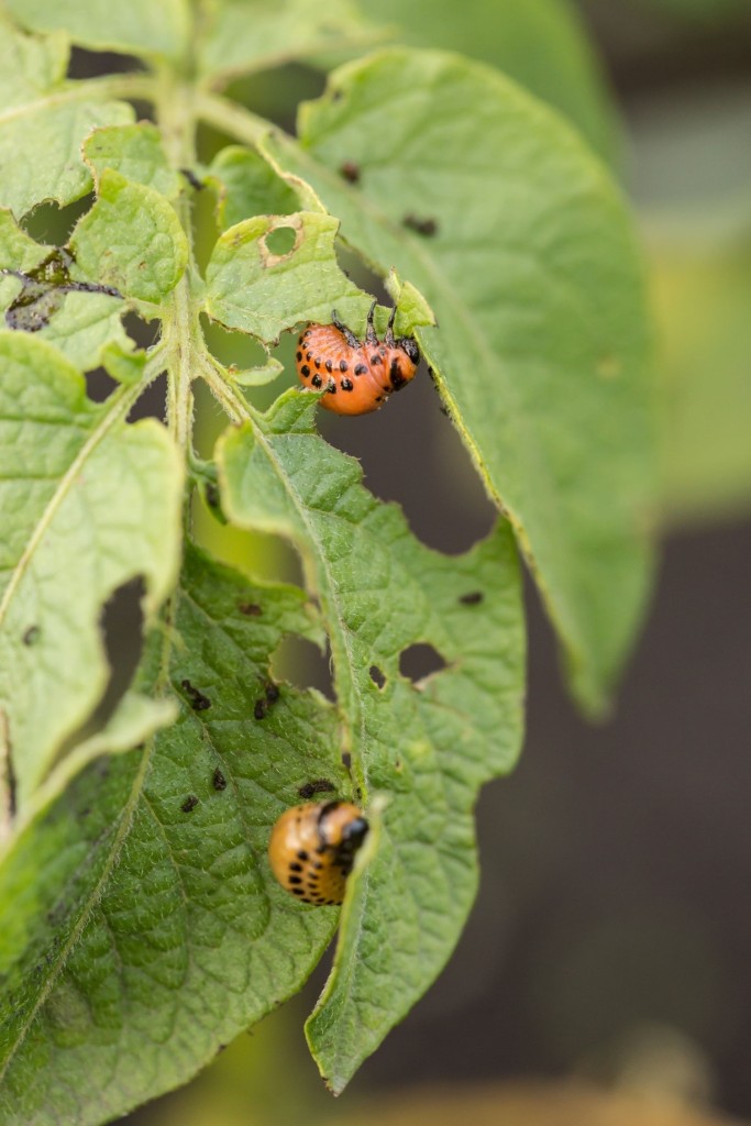 Why Is Integrated Pest Management the Answer to Pest Problems