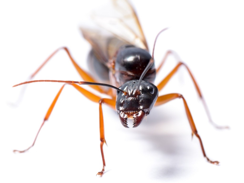 Are You Prepared for the Spring Carpenter Ant Invasion in Toronto