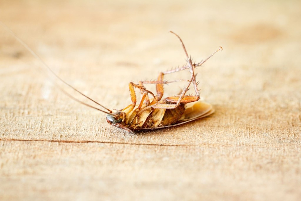 Cockroach on its back