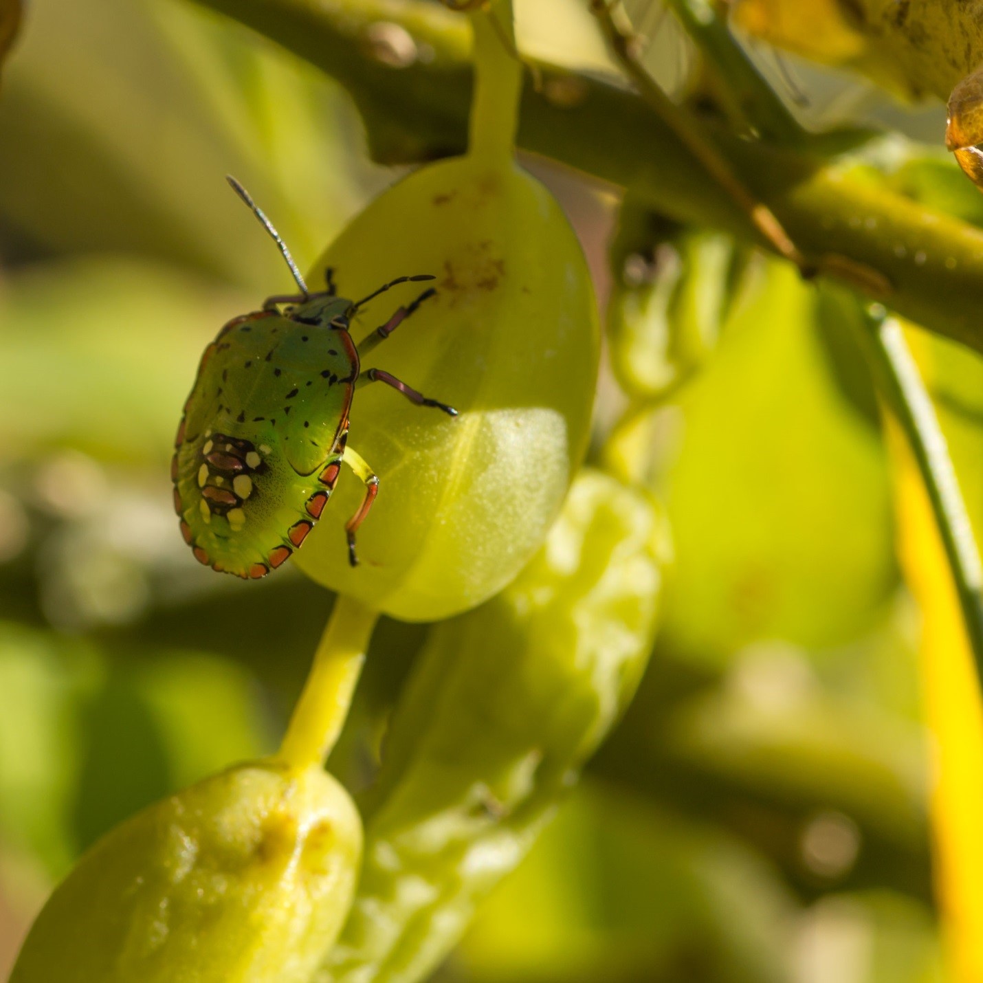 It’s Stink Bug Season & You Should Care About It GreenLeaf