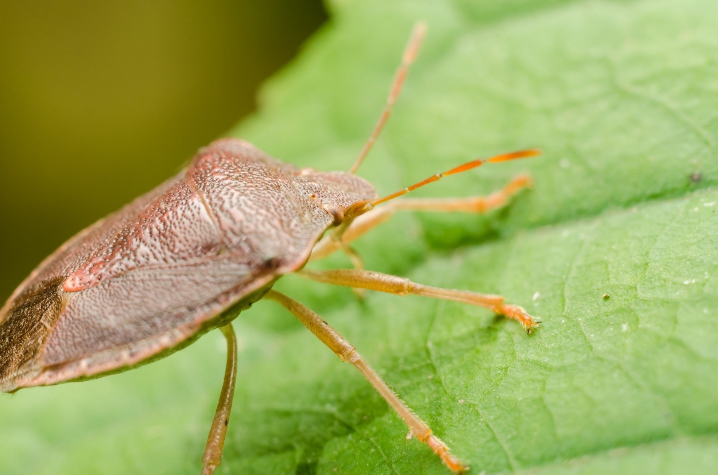 Toronto Stink Bugs Pest Control
