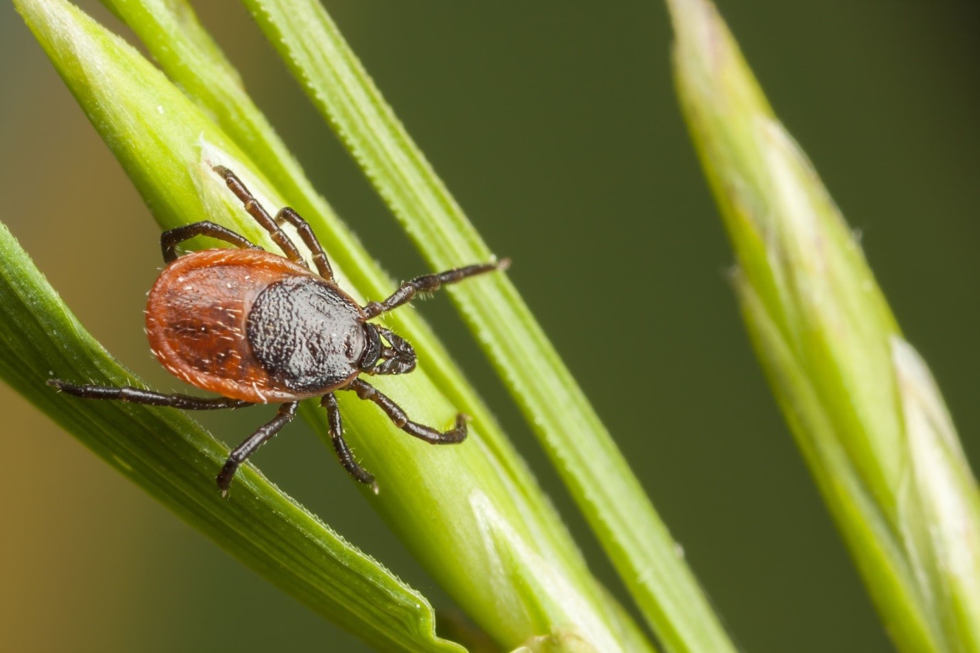 N.L. at Higher Risk of Lyme Disease as Tick Populations Continue to Rise