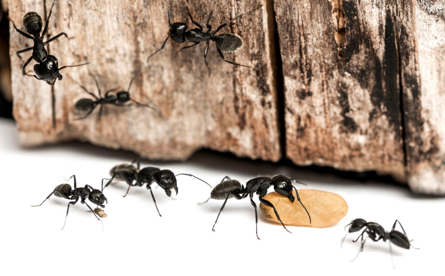 Carpenter Ants Prevention Toronto