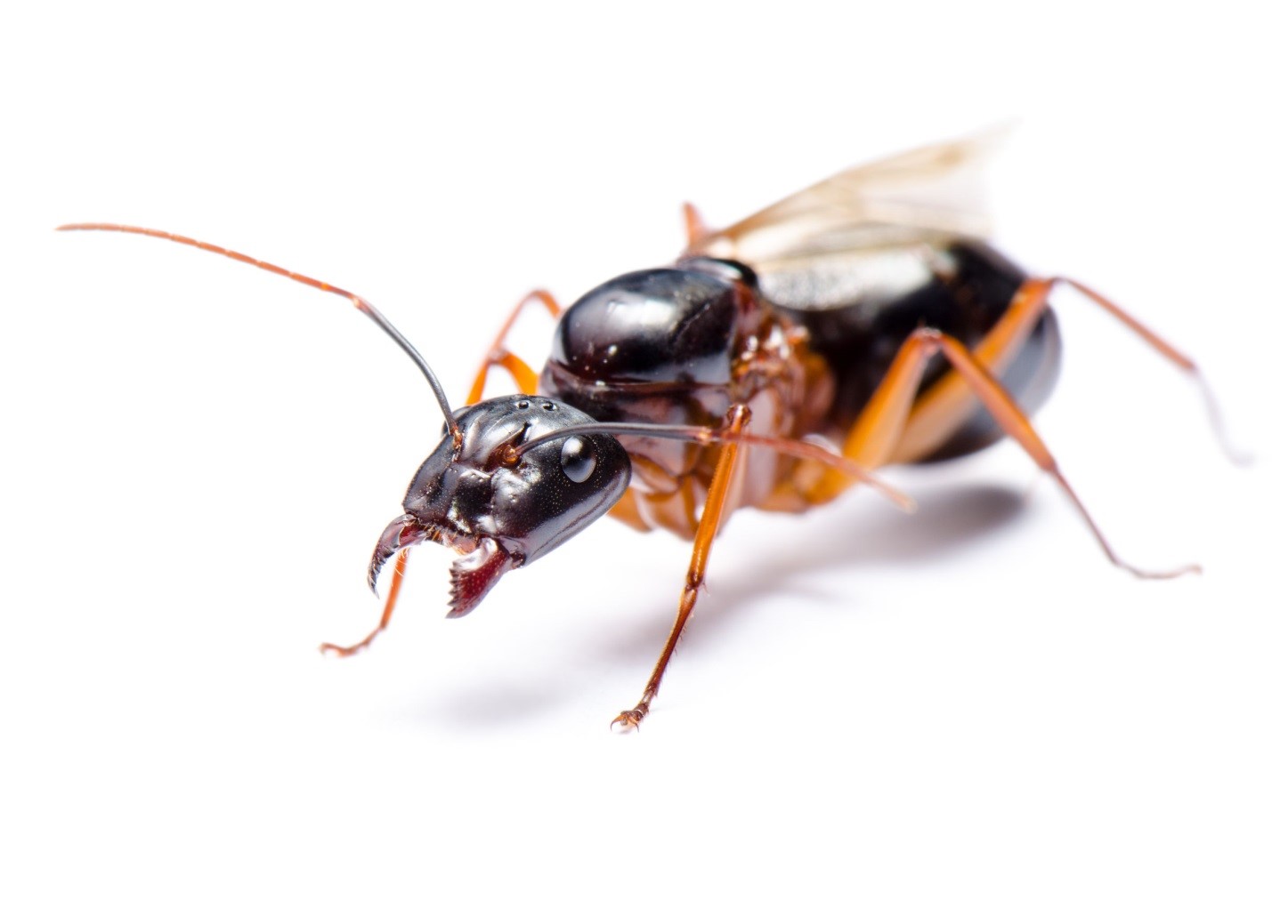 Structural Pests - Carpenter Ants, Much More than Just a Nuisance in the Greater Toronto Area