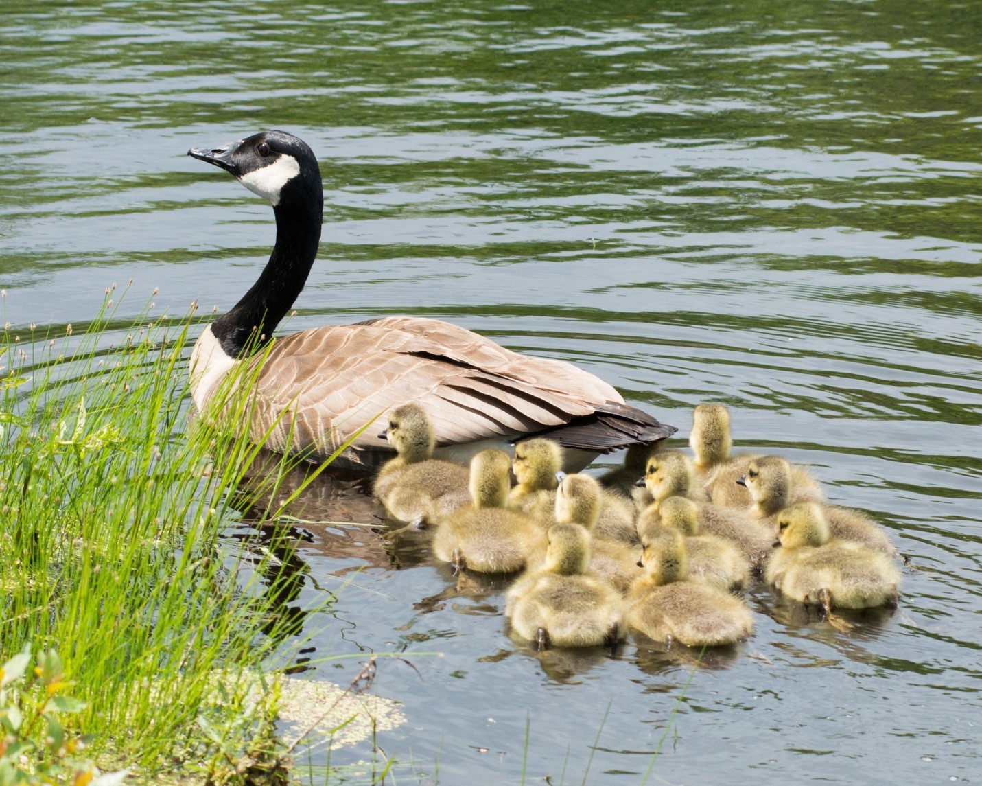 Lawful Methods to Discourage Canadian Geese from Your Property